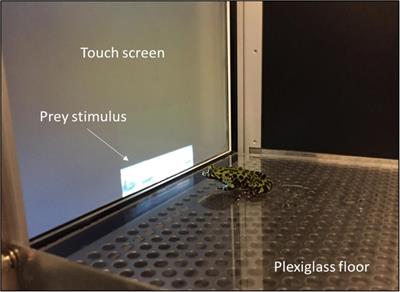 Temporal Profile of Brain Gene Expression After Prey Catching Conditioning in an Anuran Amphibian